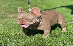 French Bulldog dogs for stud: KC REG⭐️ISABELLA AND LILAC NEW SHADE 👑BOSS HUGO👑 in Manchester - Image 1