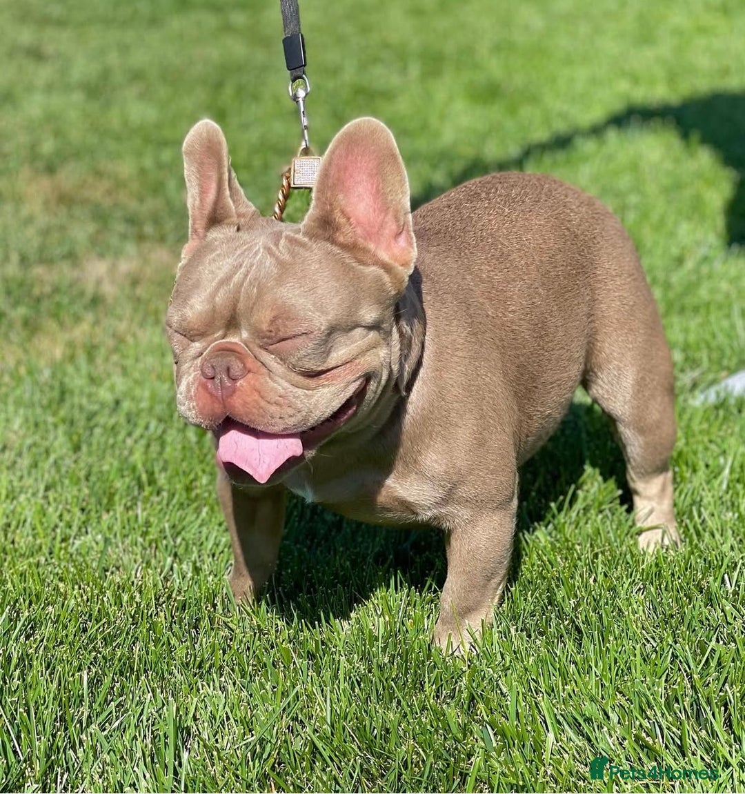 French Bulldog dogs for stud: KC REG⭐️ISABELLA AND LILAC NEW SHADE 👑BOSS HUGO👑 in Manchester - Image 1