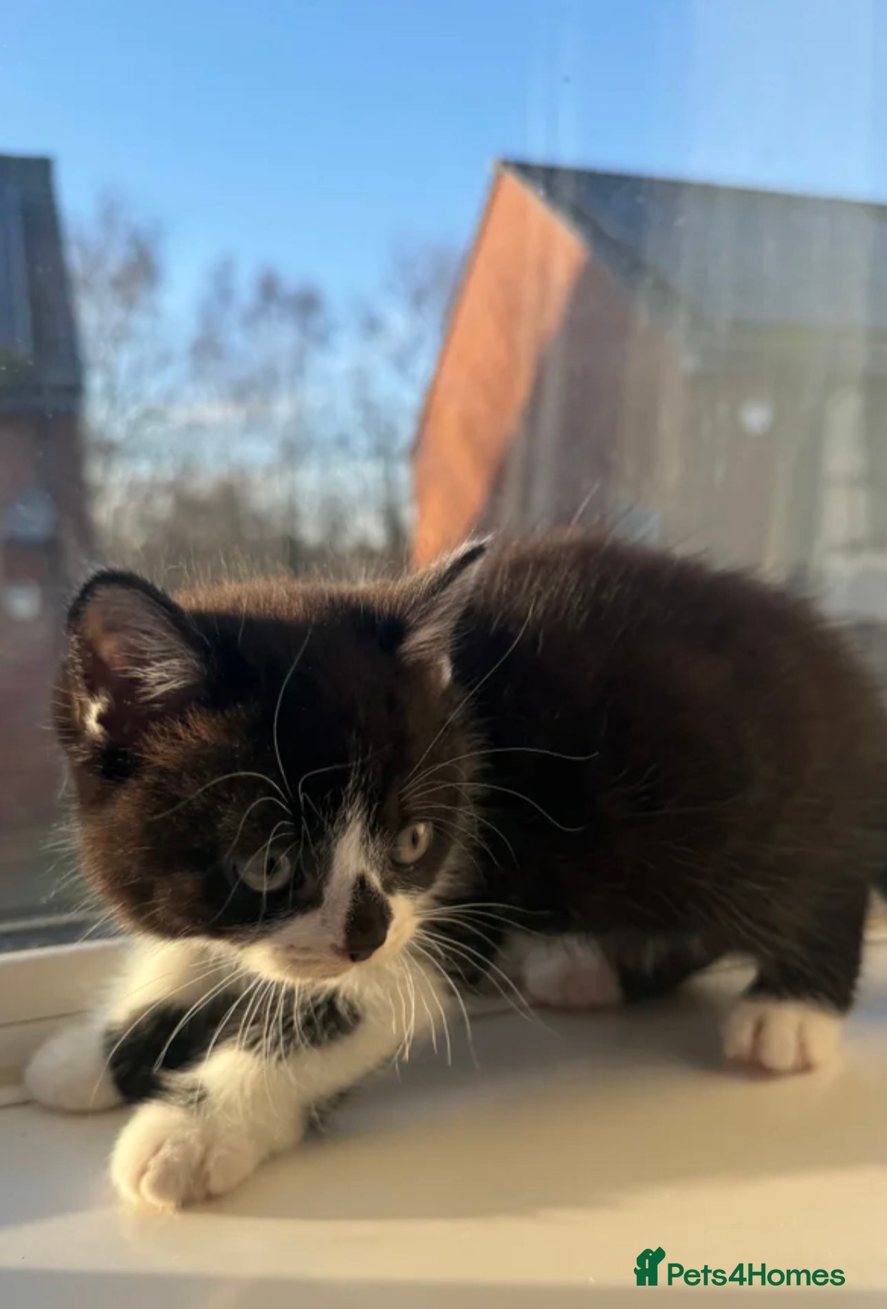 British Shorthair cats 1 Male Left Playful British Shorthair Kittens  - Advert 18