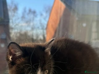 British Shorthair cats 1 Male Left Playful British Shorthair Kittens - Advert 6