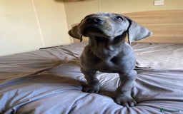 Great Dane dogs for sale: Great Dane puppies  - Image 7