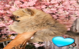 Pomeranian dogs for sale: Waaaaw #SUPERB #POMERANIAN's - Image 4
