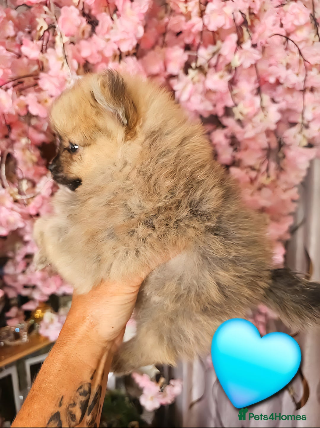 Pomeranian dogs for sale: Waaaaw #SUPERB #POMERANIAN's - Image 4