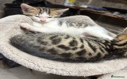 Bengal cats for sale: Stunning Bengal Kittens - Image 8