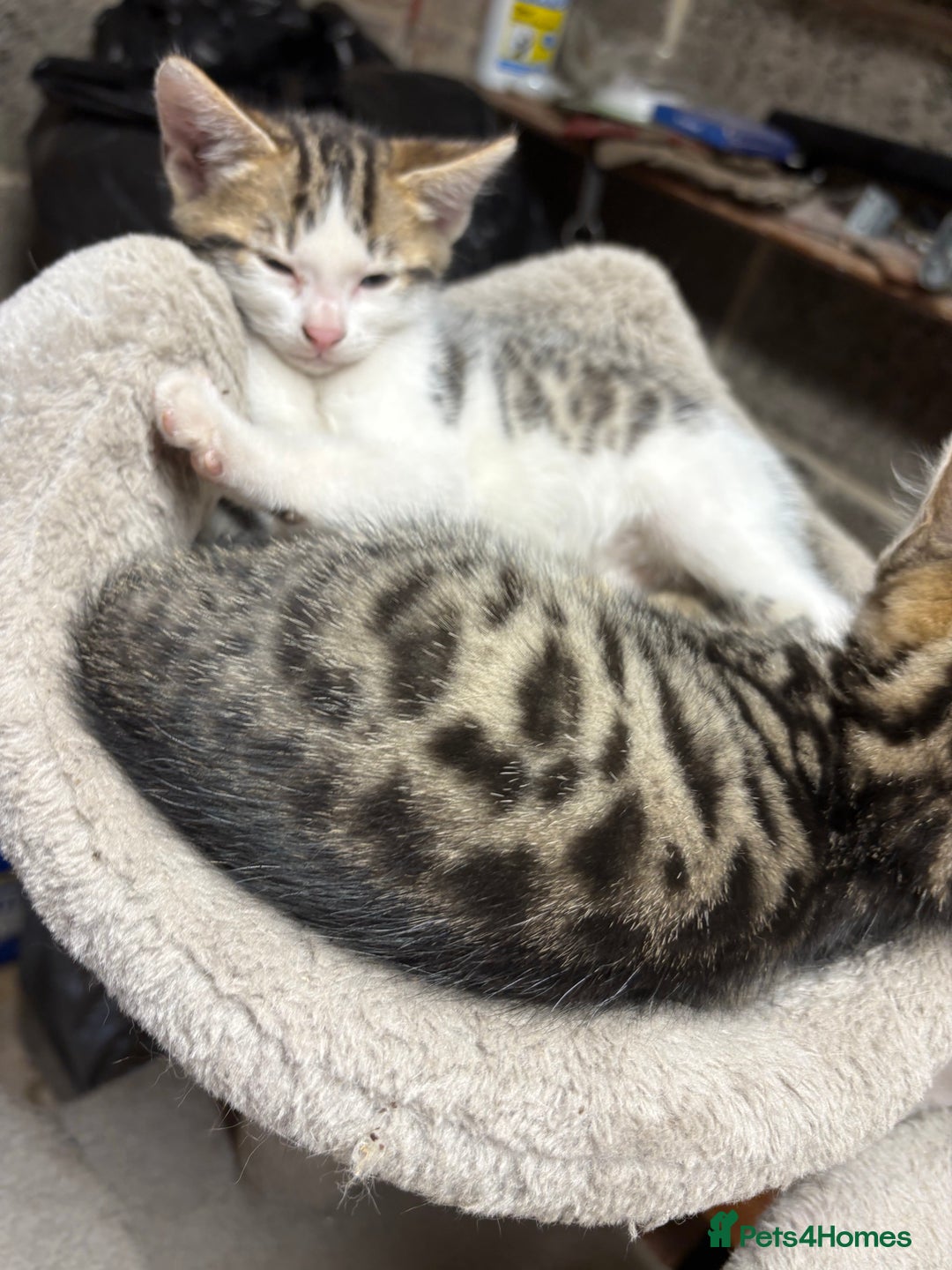 Bengal cats for sale: Stunning Bengal Kittens - Image 8