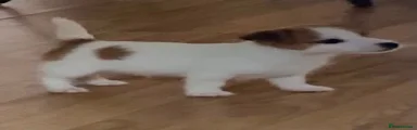 Jack Russell 1