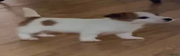 Jack Russell dogs for sale: Jackrussle puppys in Ashington - Advert 2