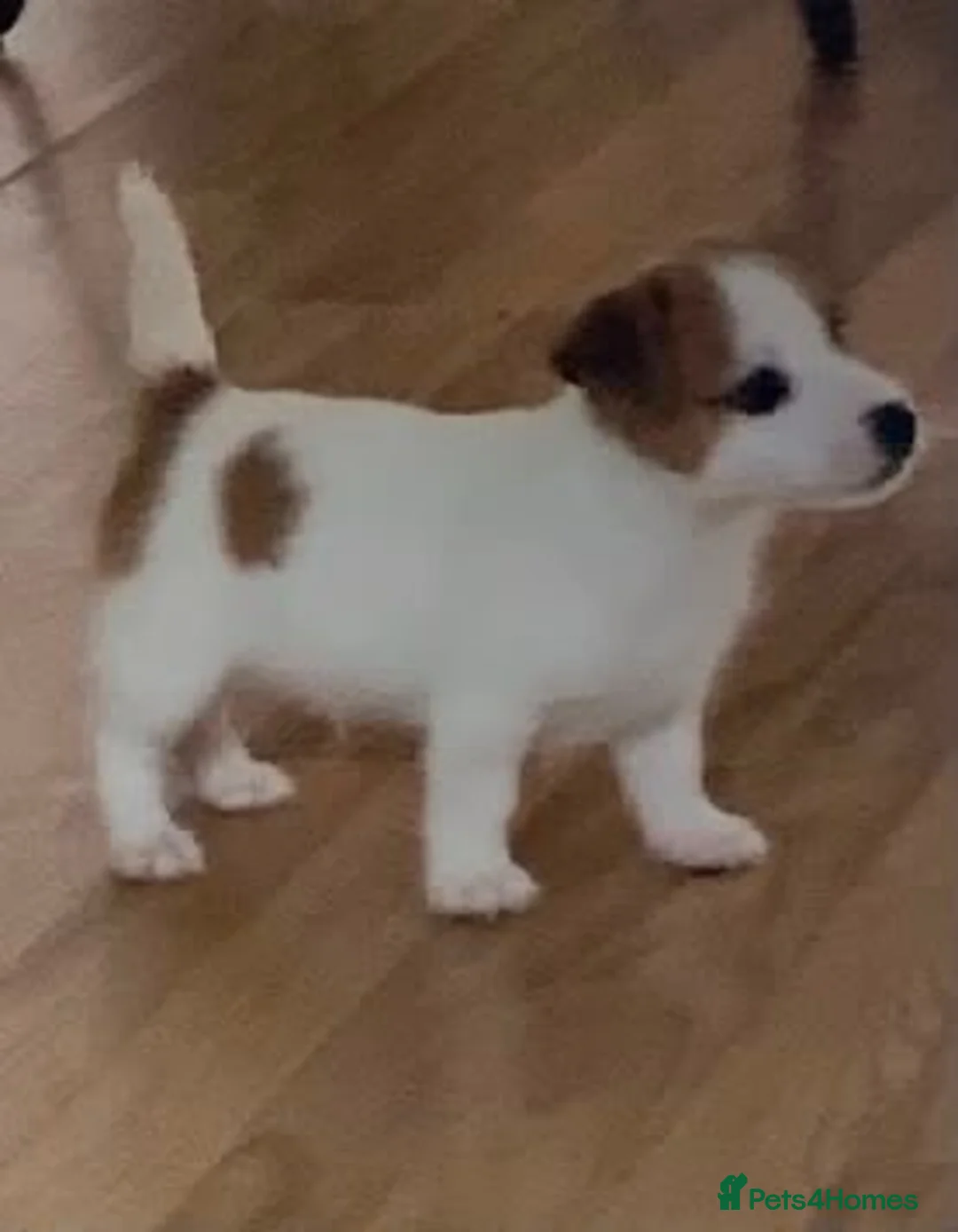 Jack Russell dogs for sale: Jackrussle puppys in Ashington - Advert 2