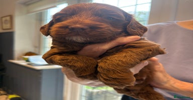 Cockapoo dogs - Advert 14
