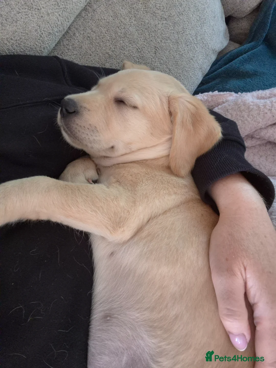 Goldador dogs for sale: Goldador puppies Lab Retriever×Golden Retriever  - Advert 2