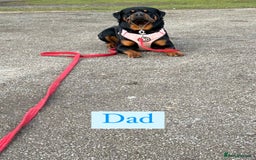 Rottweiler dogs for sale: 2 girls remaining  - Image 12