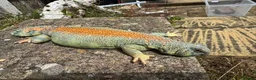 Lizard reptiles for sale: Pair uromastyx thomasi Male and Femal in London - Advert 3