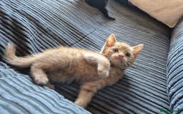 British Shorthair cats for sale: Fluffy kittens - Image 2