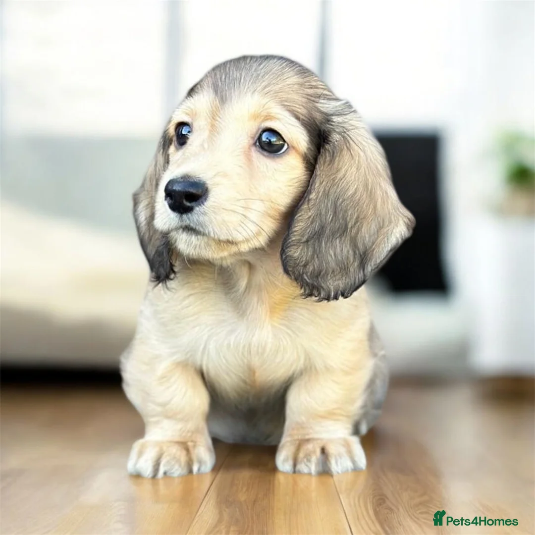 Miniature Dachshund dogs for sale: Mini longhaired shaded cream dachshund  - Advert 2
