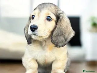 Miniature Dachshund dogs Mini longhaired shaded cream dachshund - Advert 8