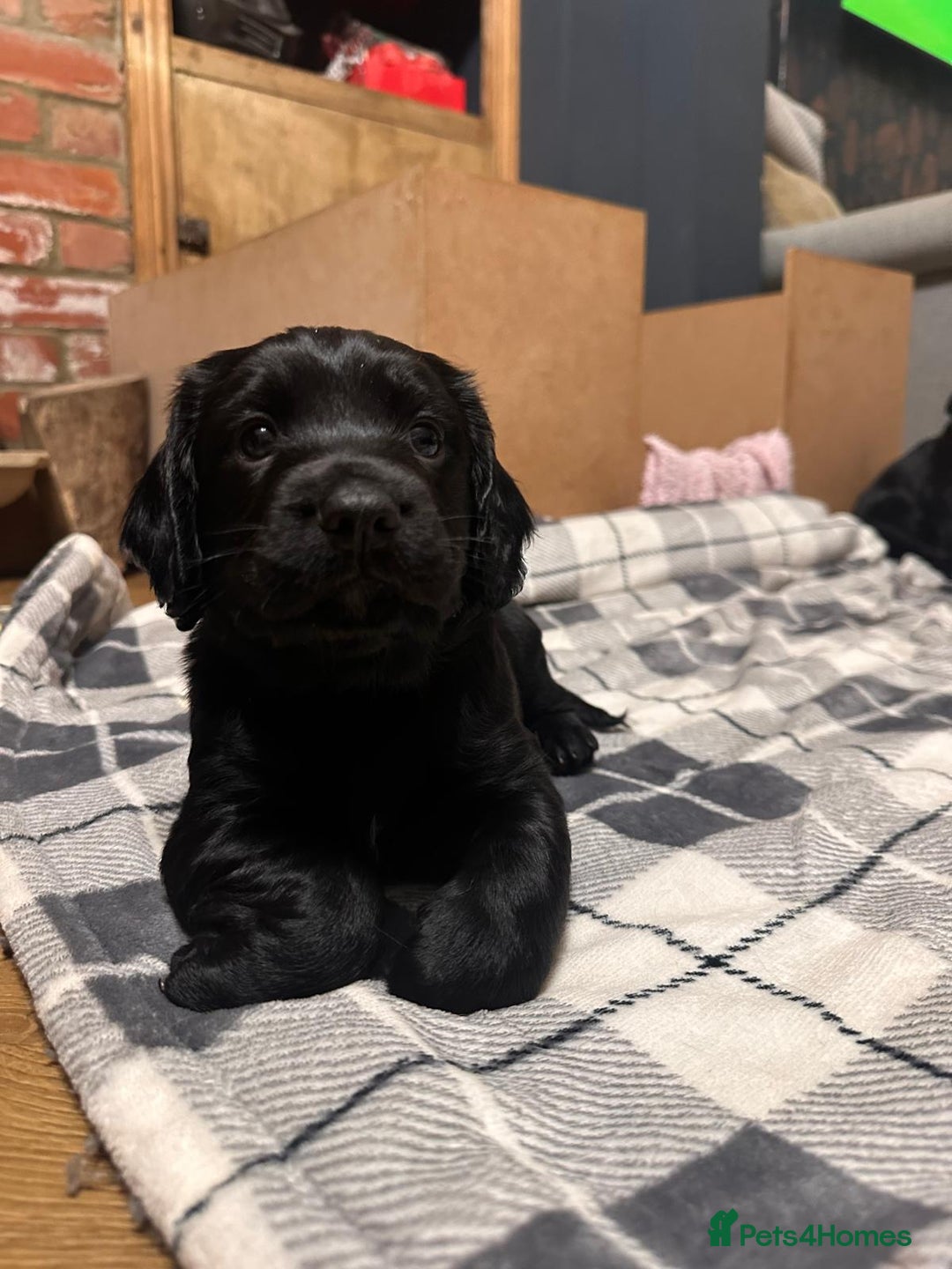 Cocker Spaniel dogs for sale: WORKING COCKER PUPS  - Advert 7
