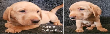 Purple Collar Boy **SOLD**