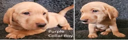 Labrador Retriever dogs for sale: Stunning Red Fox Labs-Health checked, KC Reg, FTCH - Advert 34