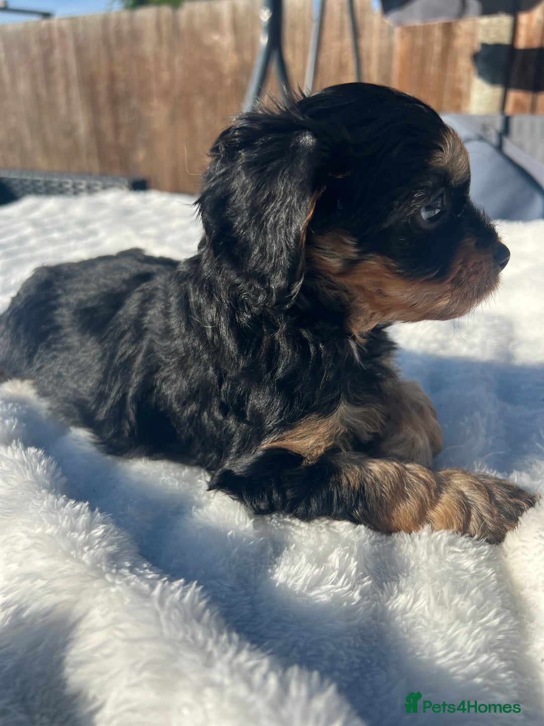 Cavapoo dogs for sale: ⭐️ Black & Tan Female Toy Cavapoo ⭐️ - Image 38