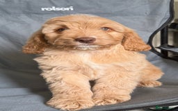 Cockapoo dogs for sale: F2 cockapoo puppies 🐶 ❤️ - Image 25
