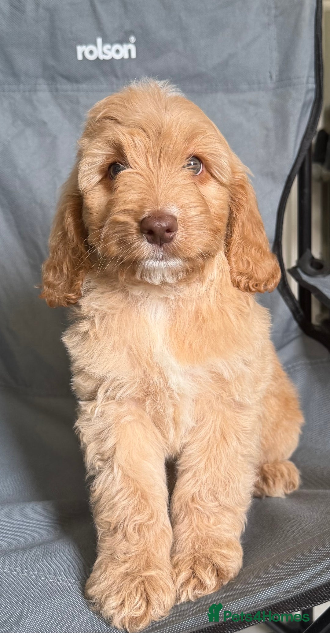 Cockapoo dogs for sale: F2 cockapoo puppies 🐶 ❤️ - Image 25