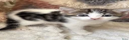 Domestic Shorthair cats for sale: 7 Bundles of fur 🤍🐾 - Advert 7