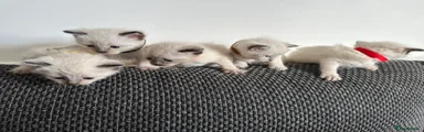 Siamese Kitten 5