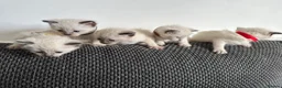 Siamese cats for sale: 4 Beautiful female siamese kittens available - Advert 9