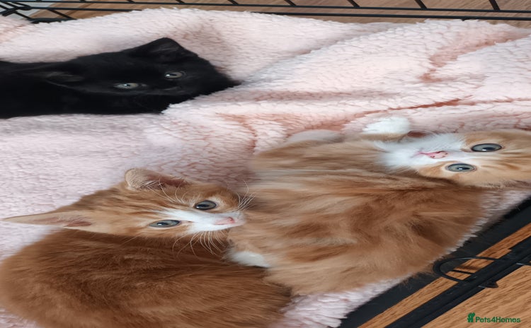 Domestic Shorthair cats - Advert 7