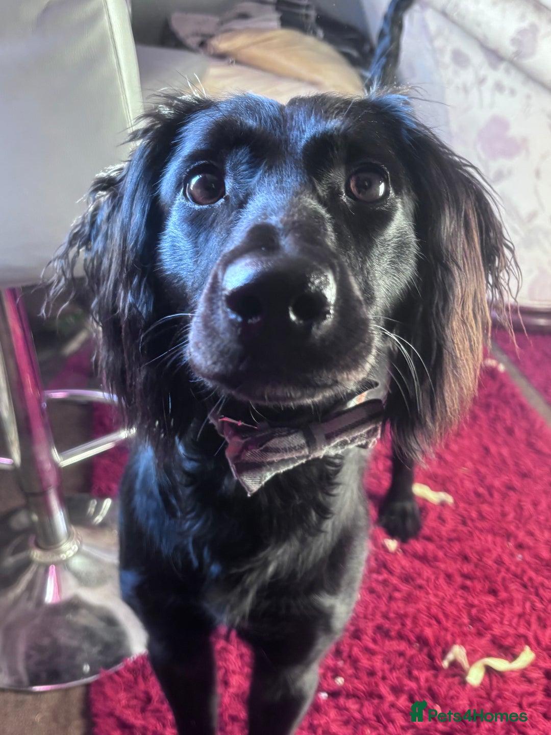Mixed Breed dogs for sale: Male saluki/labradoor for rehoming  - Advert 2