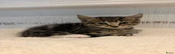Mixed Breed cats for sale: 10 weeks old Mixed Breed Kittens - Advert 7