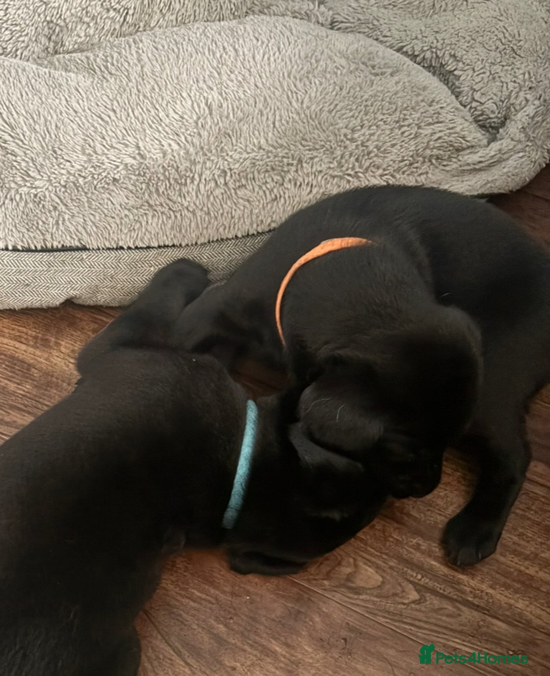 Labrador Retriever dogs for sale: Working Labradors  - Image 11