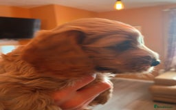 Cockapoo dogs for sale: Beautiful Cockapoo Pups  - Image 19
