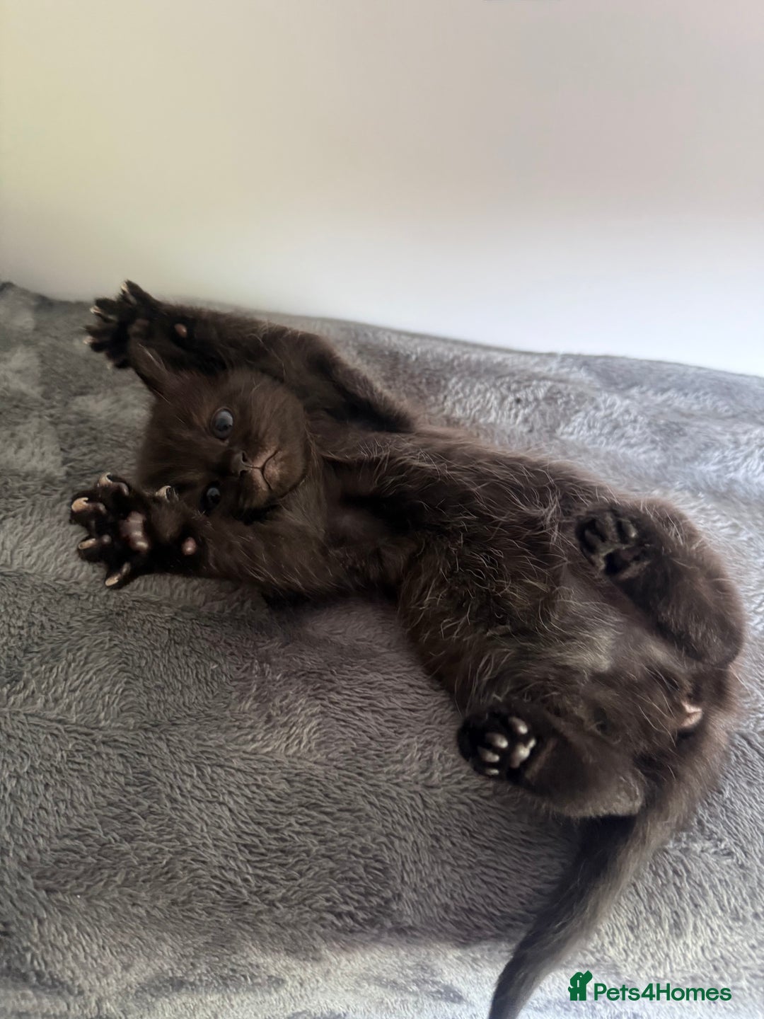 Ragdoll cats for sale: Beautiful Ragdoll X Kittens For Sale 🐾  - Image 10
