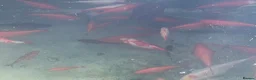 Goldfish fish for sale: Goldfish for sale in Bournemouth - Advert 2