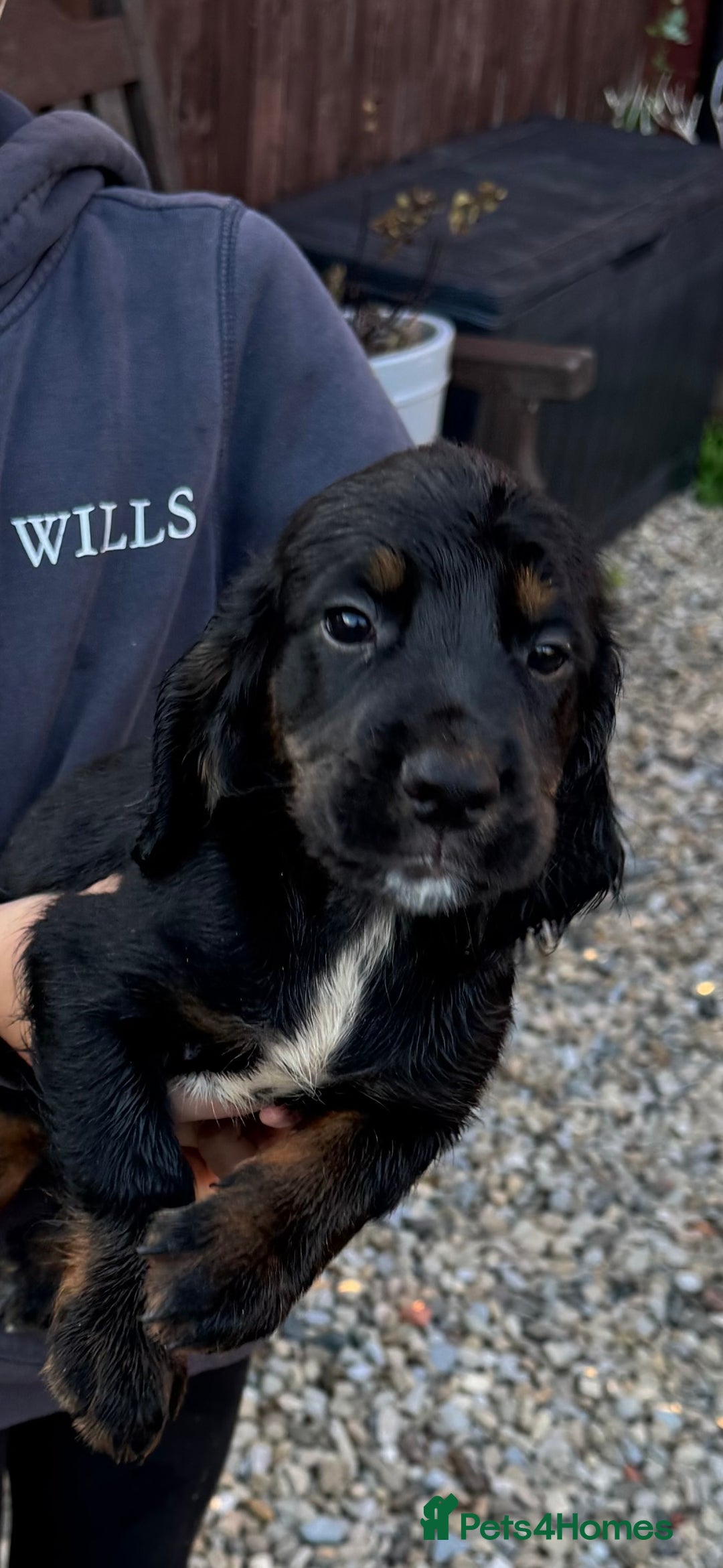 Cocker Spaniel dogs for sale: Working cocker spaniels  - Image 33