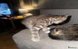 Domestic Shorthair cats for sale: 3 beautiful kittens for sale. - Image 5
