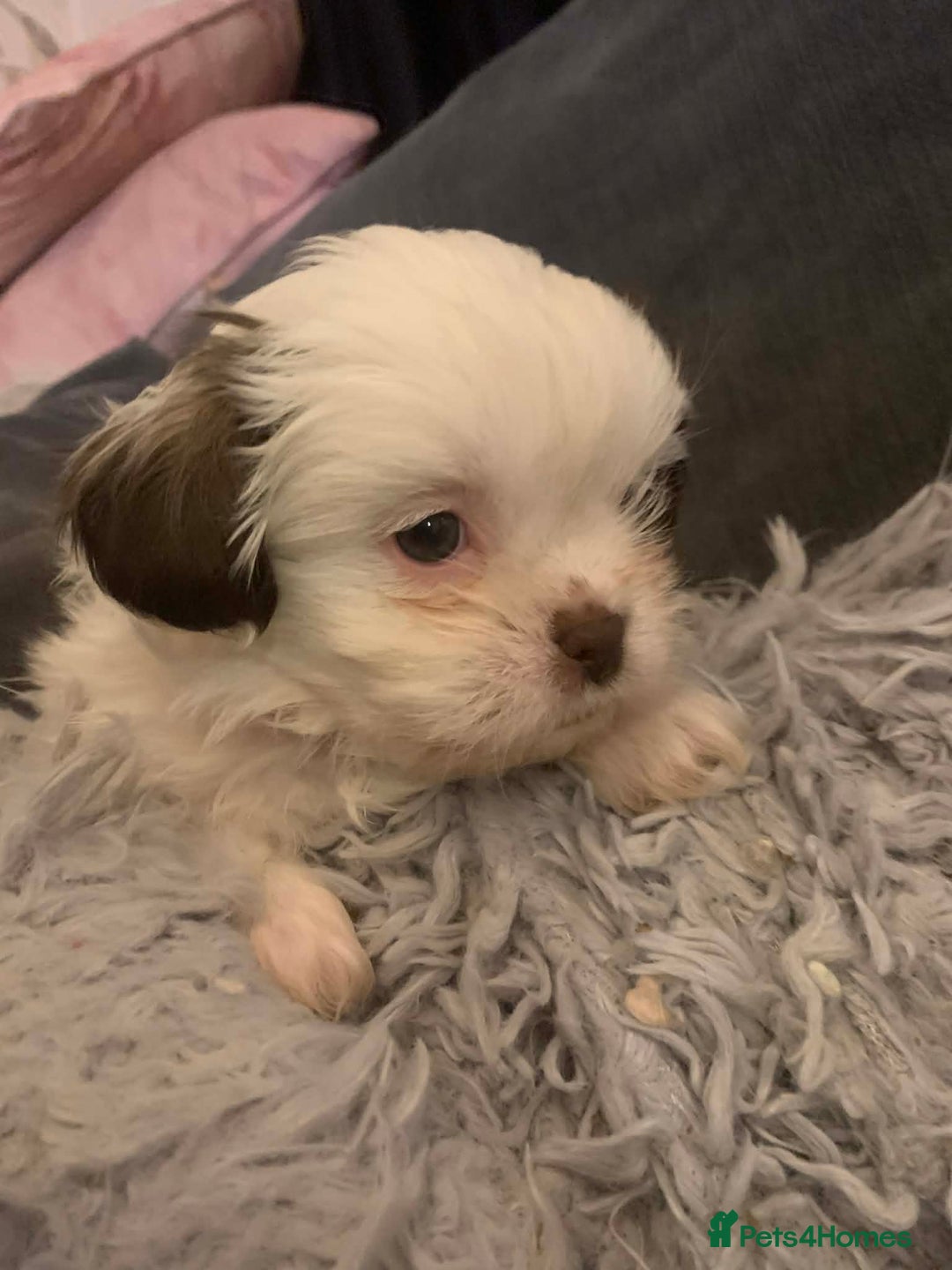 Shih Tzu dogs for sale: Gorgeous litter Shih tzu’s - Advert 6