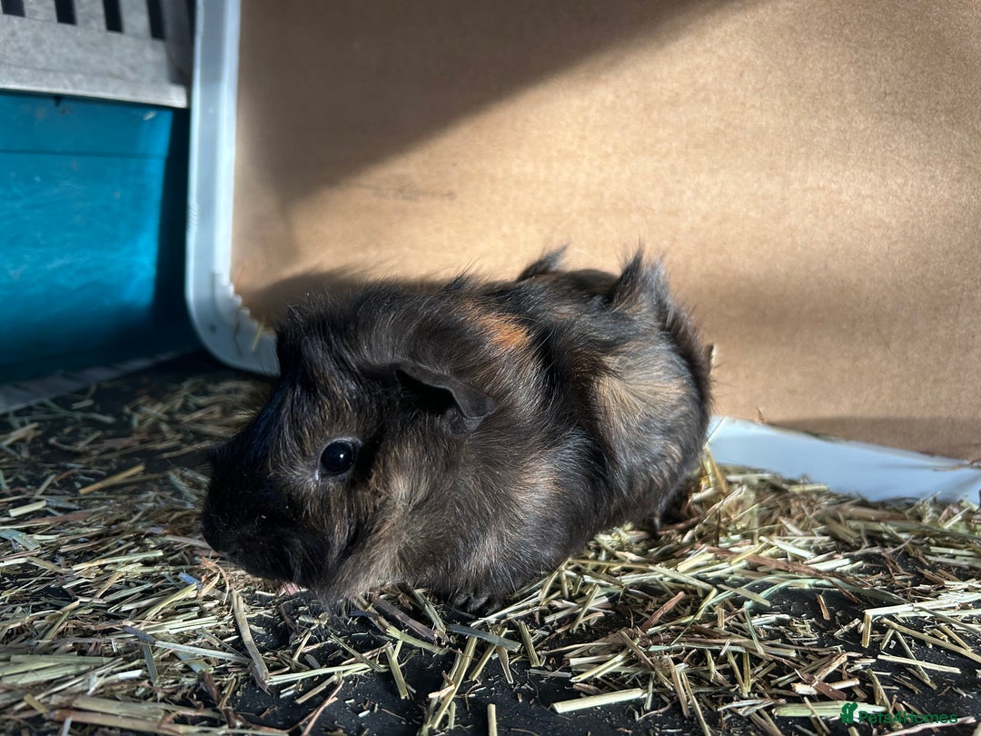 Guinea Pig rodents for sale: Guineapigs  - Advert 8