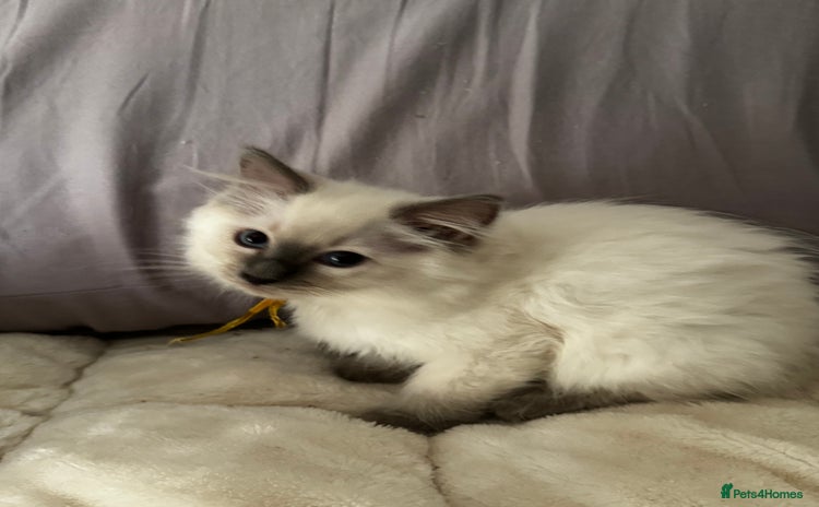 Ragdoll cats - Advert 15