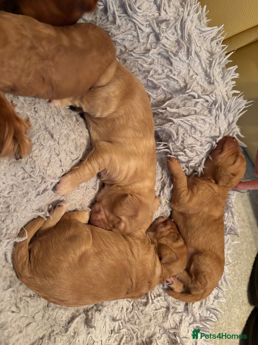 Cockapoo dogs for sale: F1B Cockerpoo puppies looking for new homes - Image 7