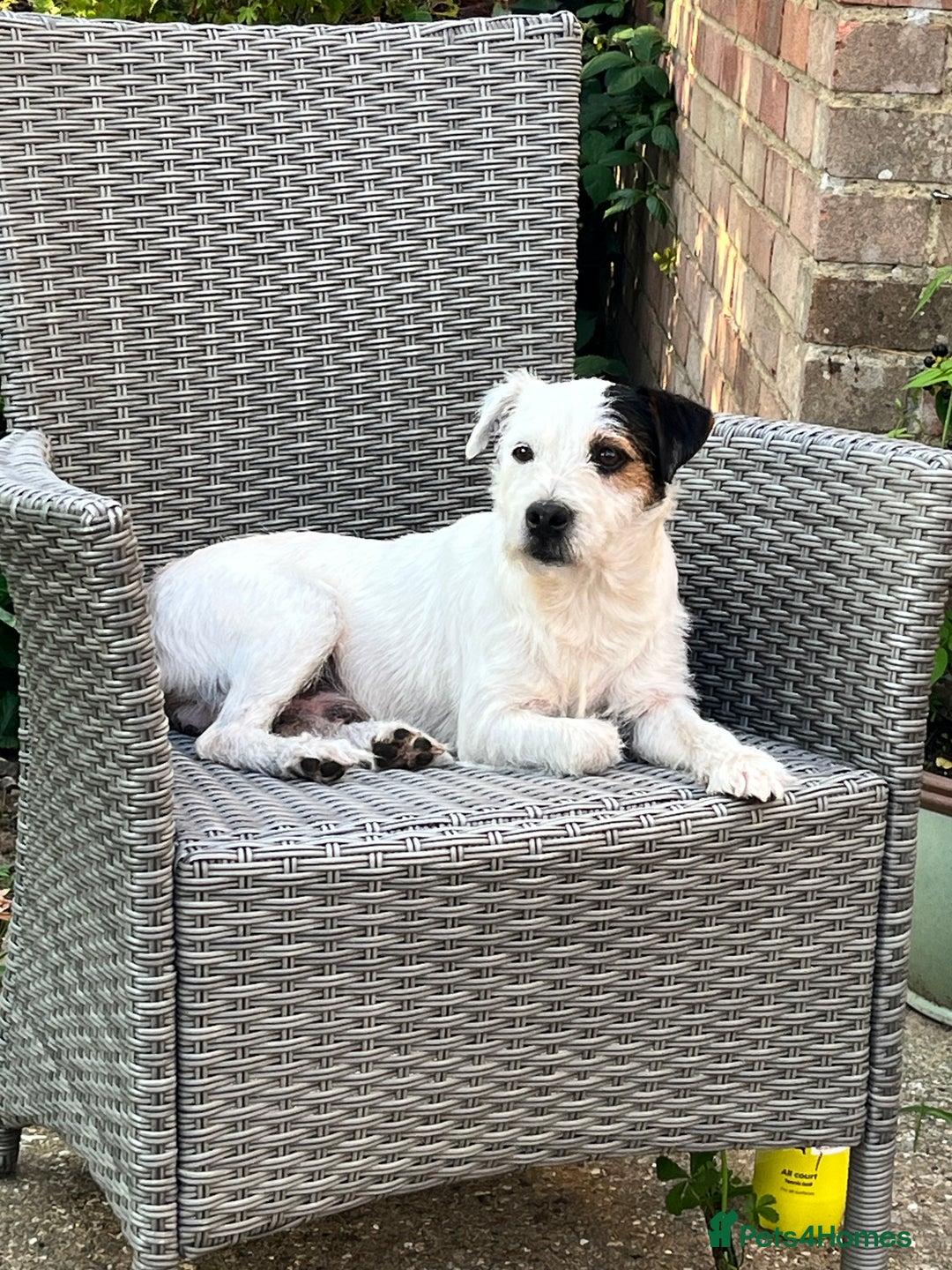 Jack Russell dogs for sale: Patchy 8 week old male broken coat terrier  - Advert 3