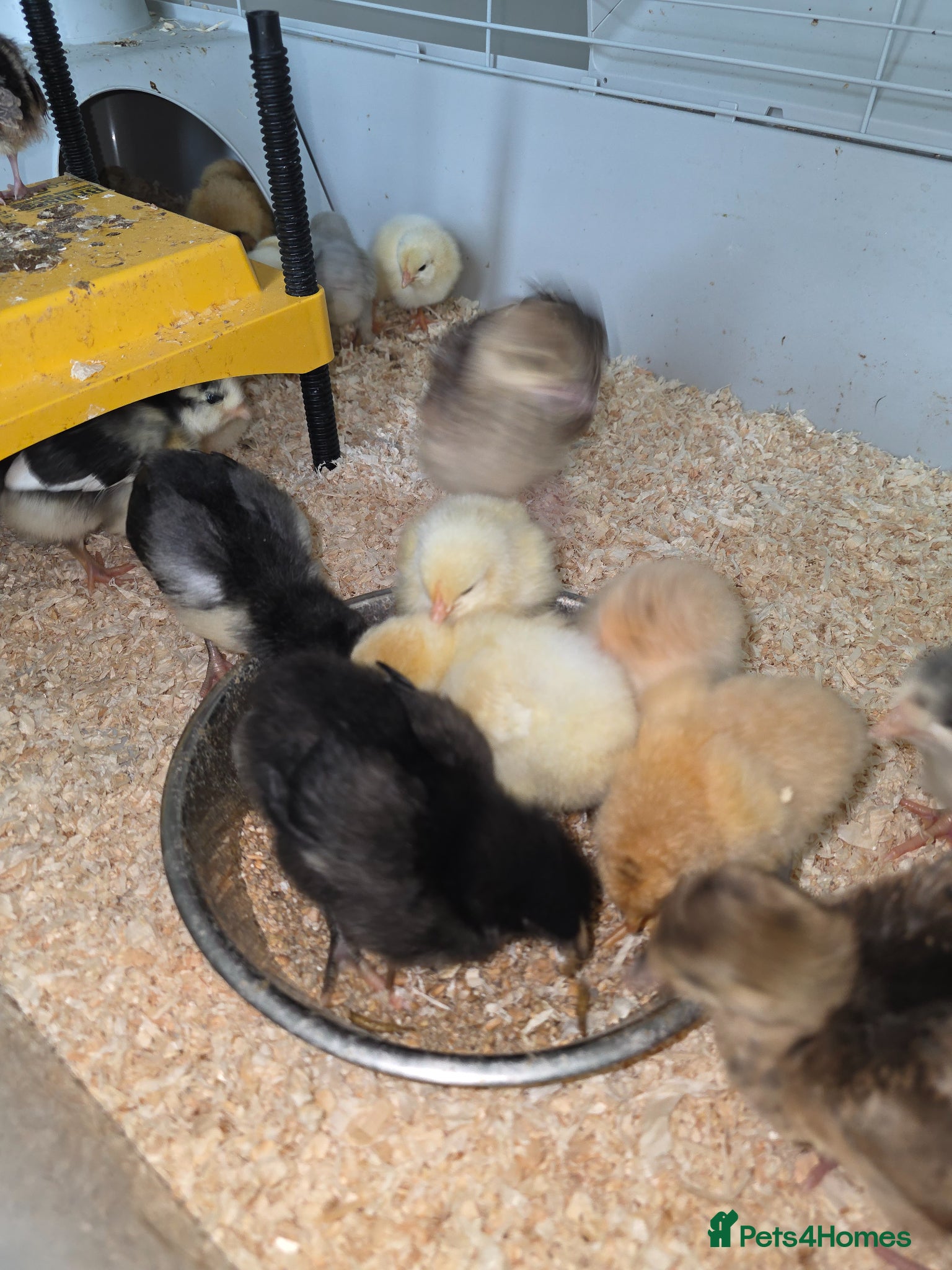 Chickens poultry for sale: Mixed variety of chicks - Advert 1