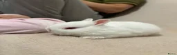 Netherland Dwarf rabbits for sale: Netherland Dwarf White Babies - Advert 14
