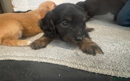 Cockapoo dogs for sale: F1 cockapoo - Image 12