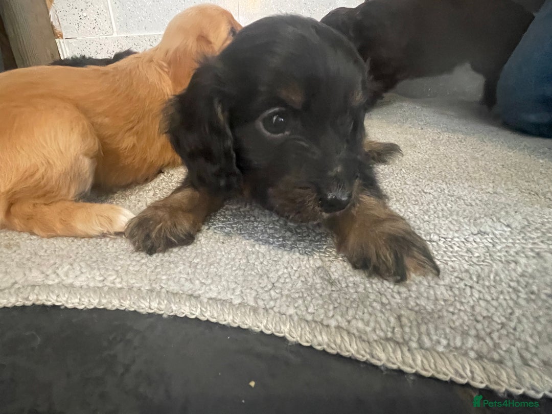 Cockapoo dogs for sale: F1 cockapoo - Image 12