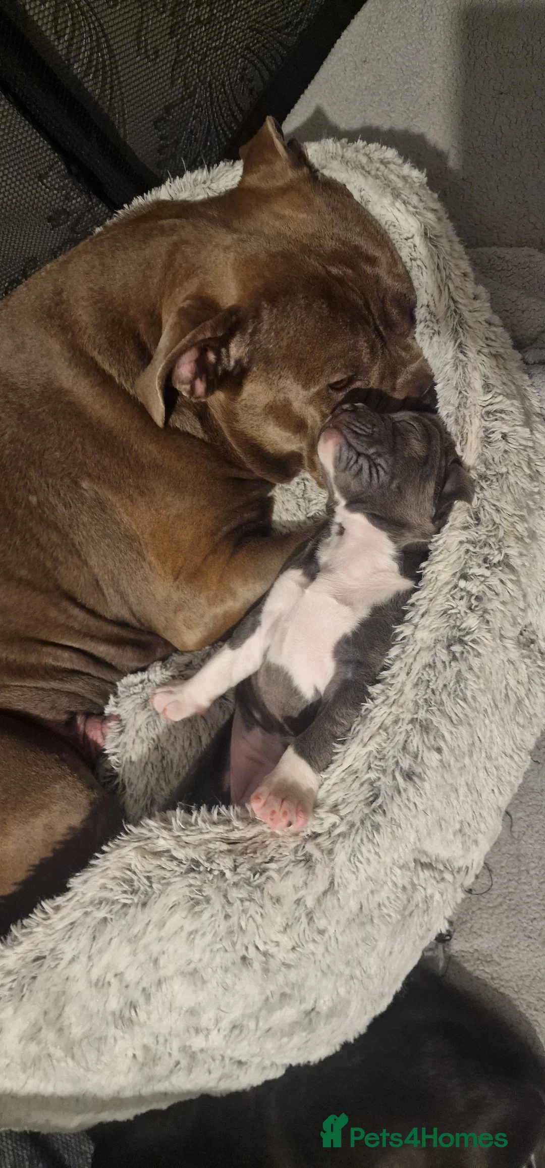 Staffordshire Bull Terrier dogs for sale: Staffordshire Bull terrier puppies  - Advert 9