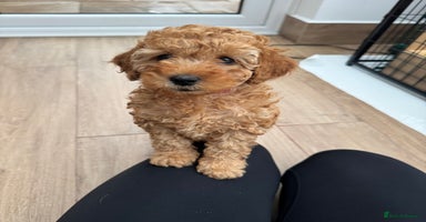 Miniature Poodle dogs - Advert 1