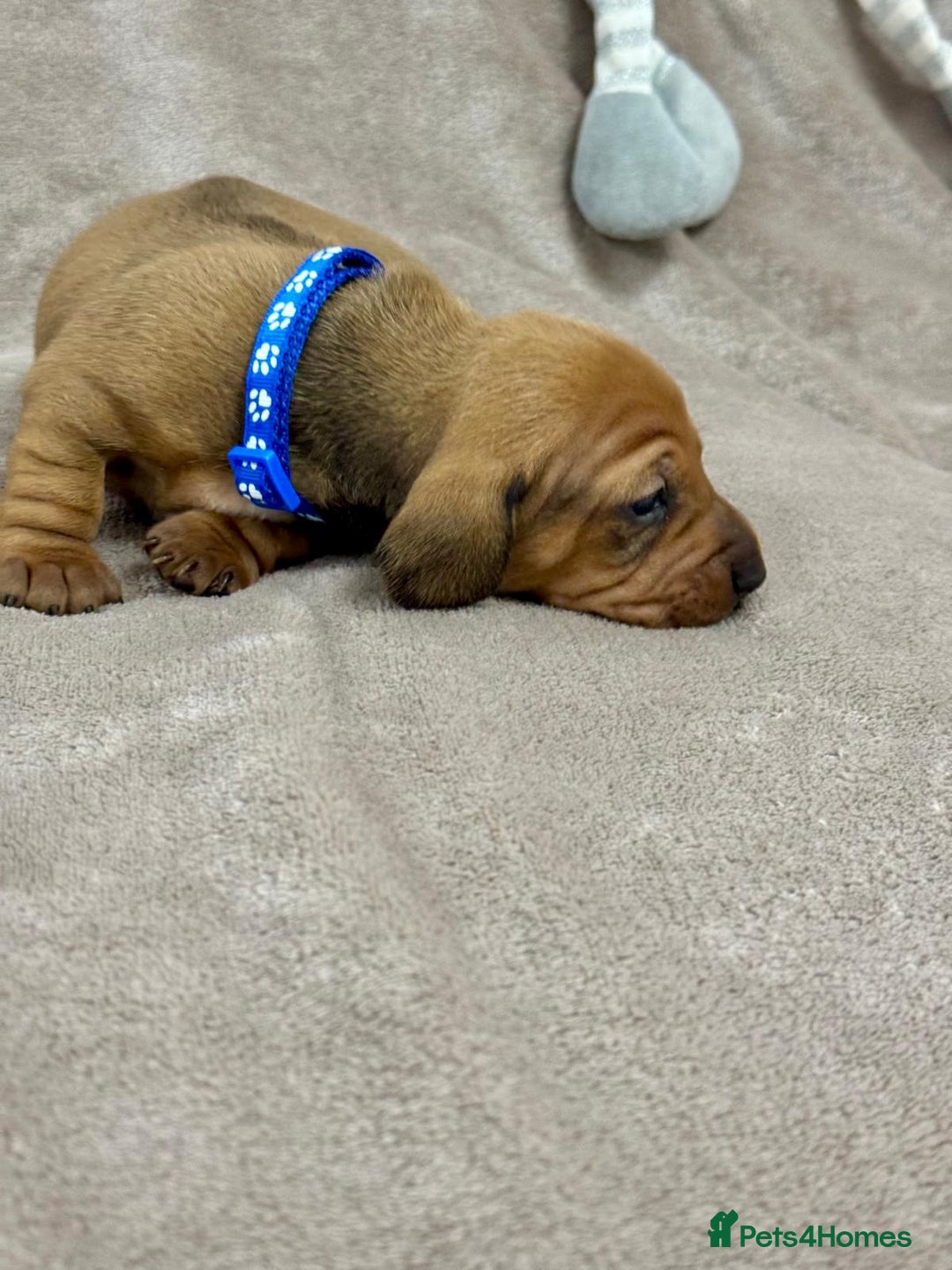 Miniature Dachshund dogs for sale: Beautiful miniature dachshund litter - Advert 18