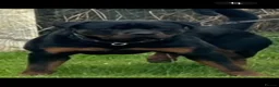 Rottweiler dogs for sale: Beautiful Rottweiler puppy’s - Advert 1